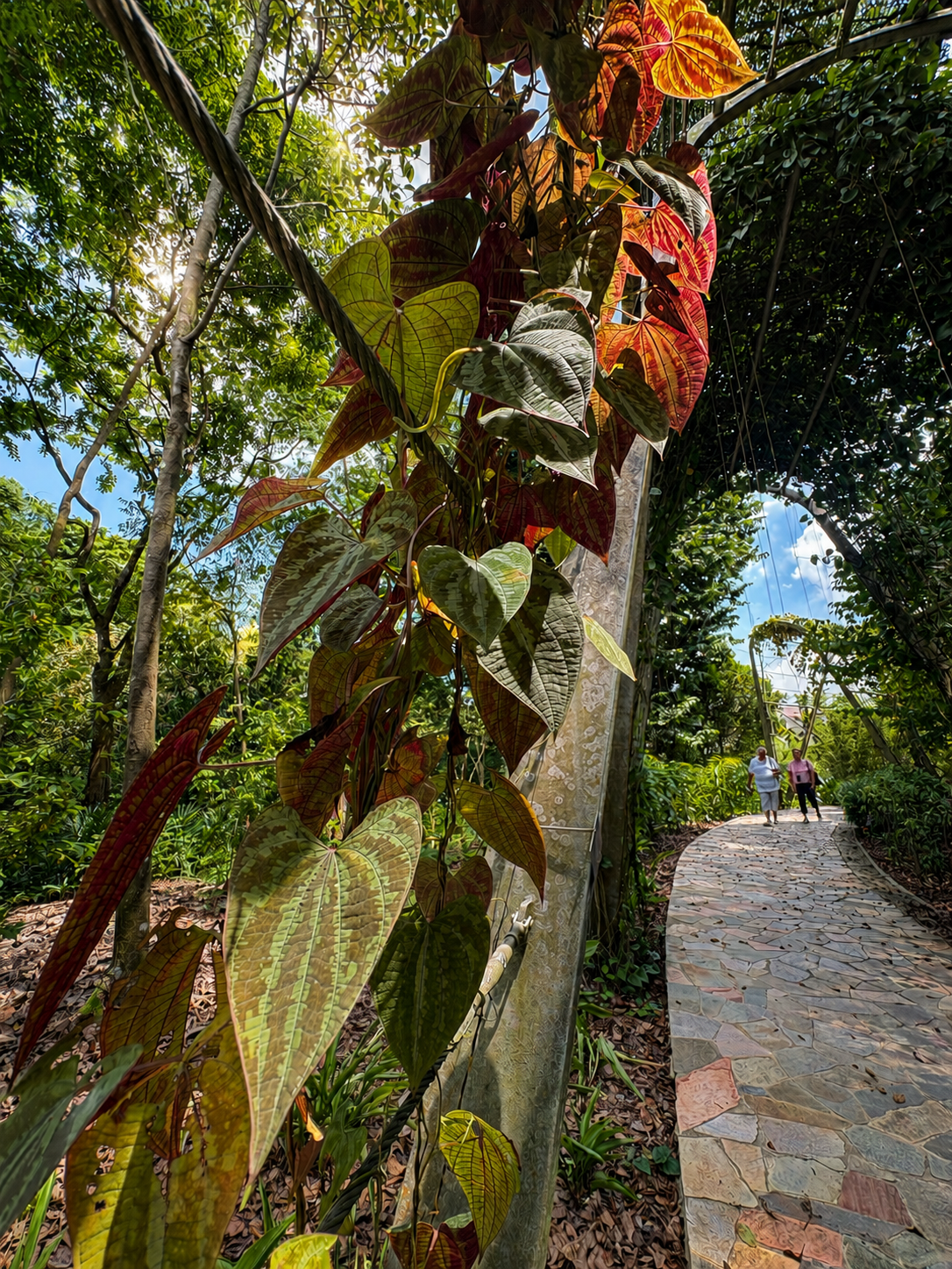 Dioscorea dodecaenura